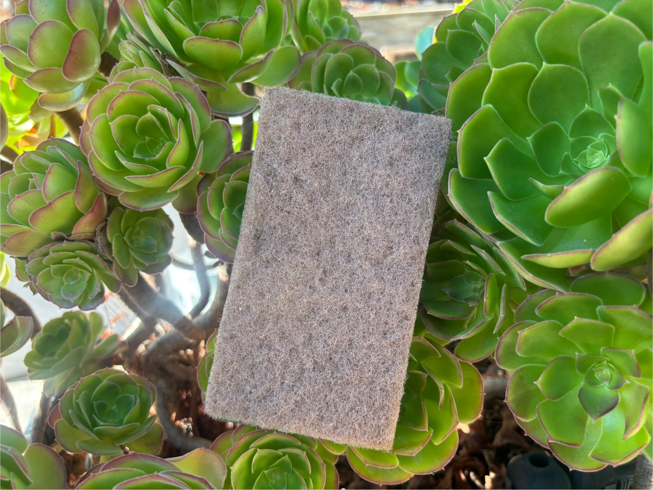 Coir Scrubbers (Set of 4)